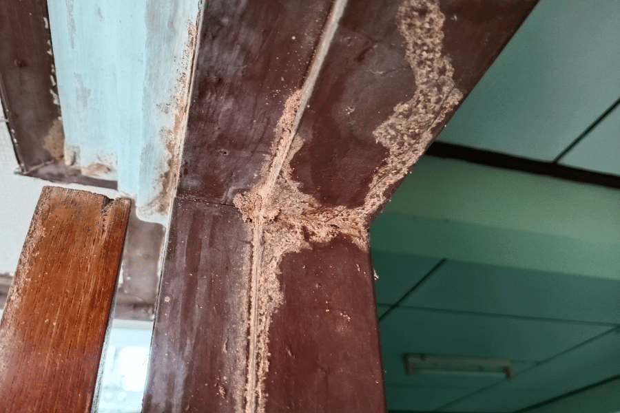 Termite damage on wood in home 