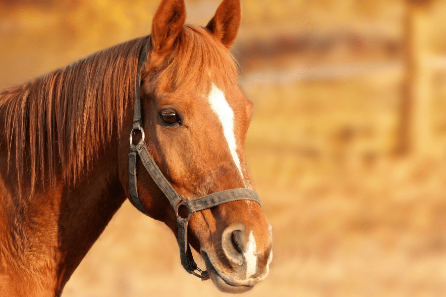 beautiful brown horse with white spots