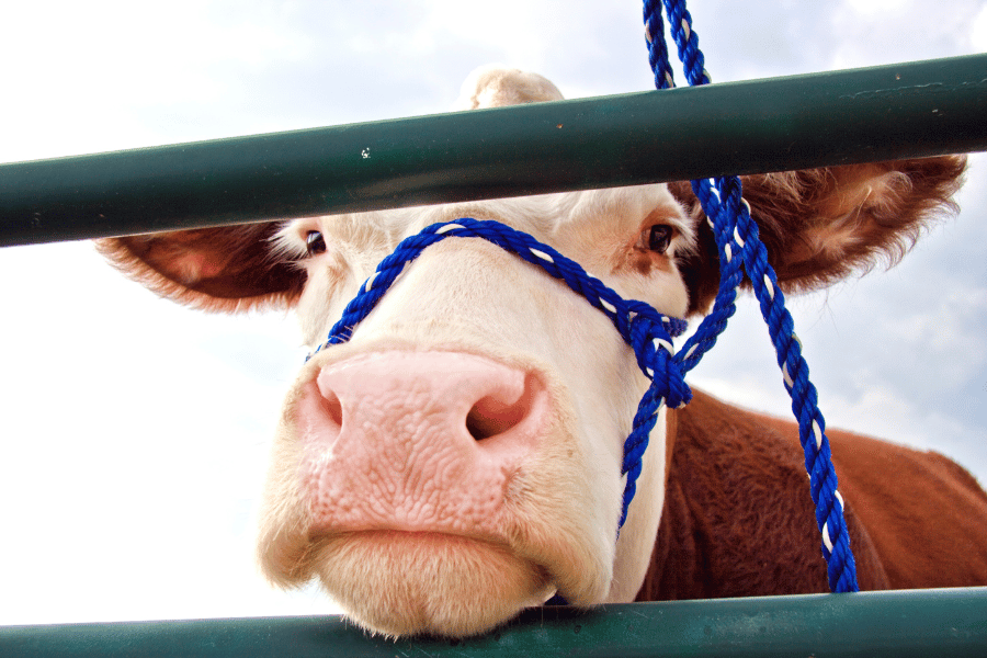 cute brown cow at a state fair 