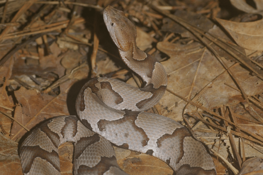 copperhead snake in a pile of leaves