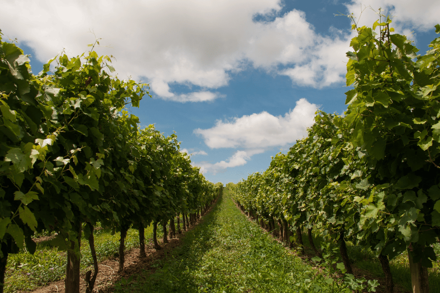 large vineyard with green grape vines and sunny blue sky 