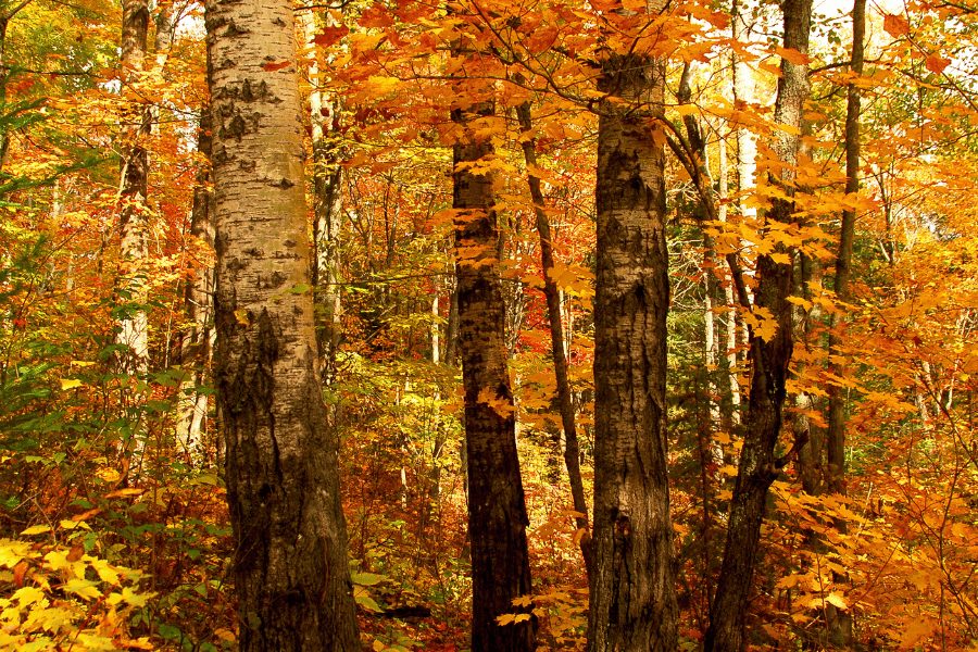 colorful yellow and orange leaves during fall in the forest