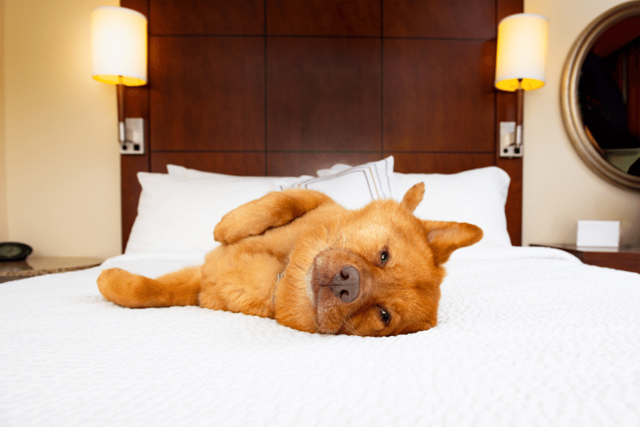 Dog Friendly Hotels in Raleigh