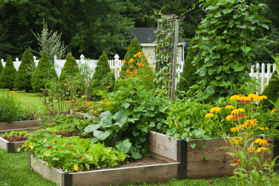 Beautiful garden in the backyard in garden boxes with vegetable plants and flowers