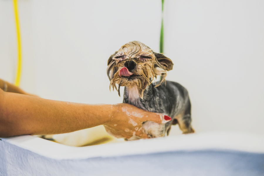 Pet spa with dog taking a bath