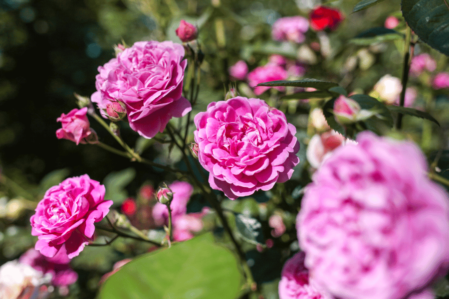 Beautiful pink roses in a rose garden on a sunny day