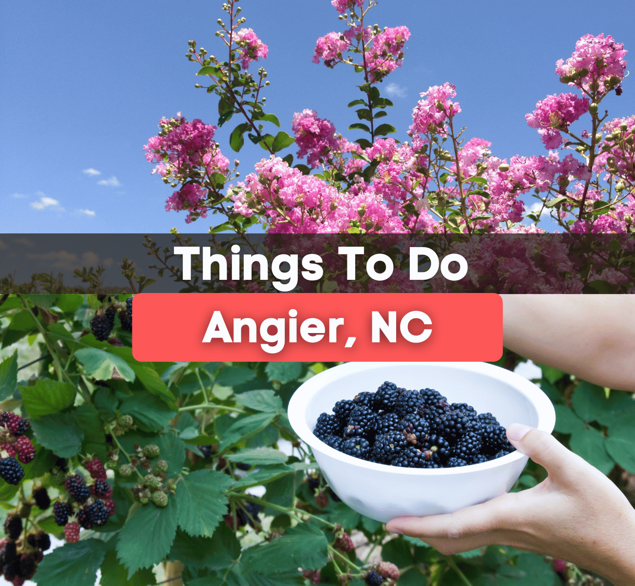 things to do in Angier graphic - pink crepe myrtle and picking blackberries 